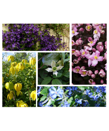 Ensemble de 5 pièces - Clématites en pots P9/C1