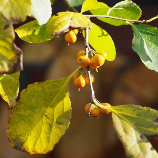 Dławisz Herkules (mâle) P9/C1