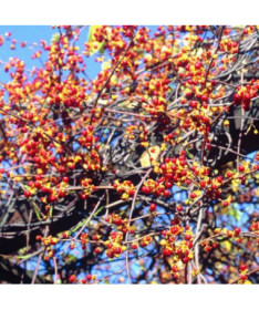 Dławisz Diana (femelle) P9/C1