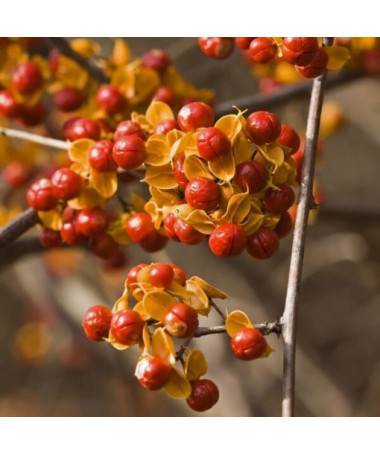 Dławisz 'Duo' (bisexué) P9/C1