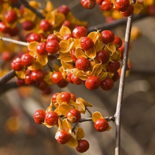 Dławisz 'Duo' (bisexué) P9/C1