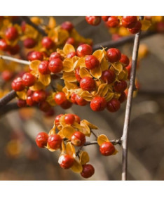 Dławisz 'Duo' (bisexué) P9/C1