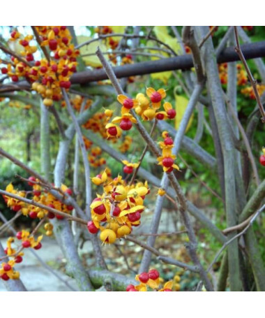 Dławisz 'Duo' (bisexué) P9/C1