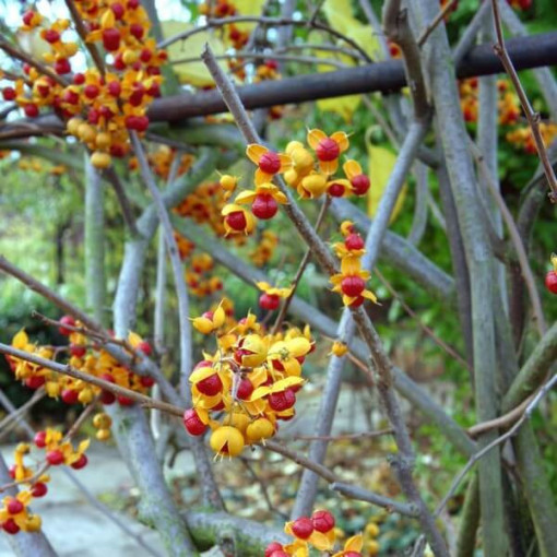 Dławisz 'Duo' (bisexué) P9/C1