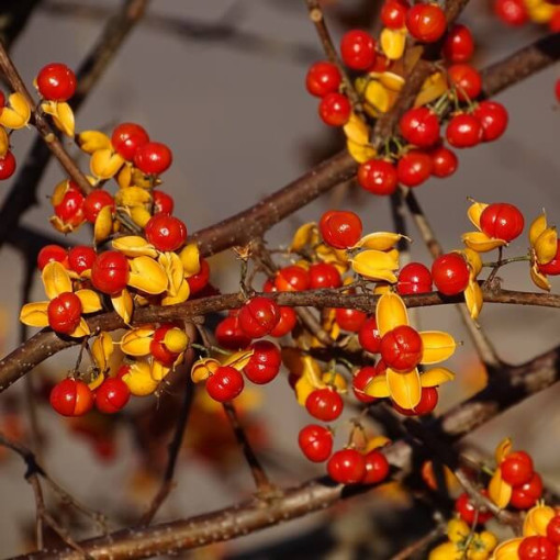 Dławisz 'Duo' (bisexué) P9/C1