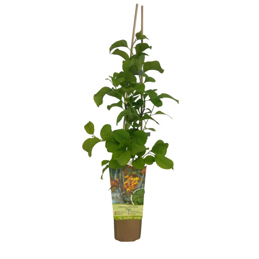 Dławisz 'Duo' (bisexué) P9/C1