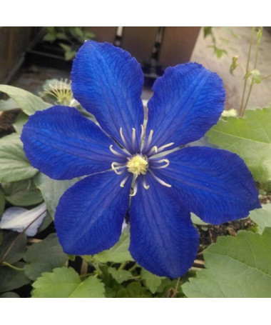 Clematis Rhapsody P9/C1