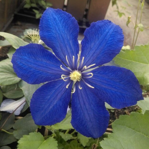 Clematis Rhapsody P9/C1