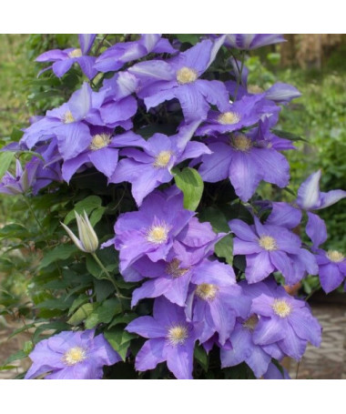Clematis Rhapsody P9/C1