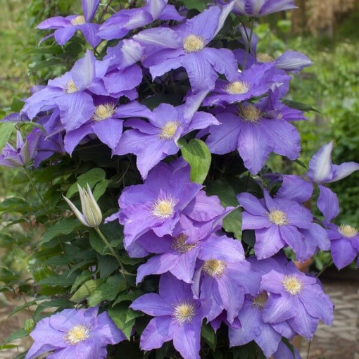 Clematis Rhapsody P9/C1
