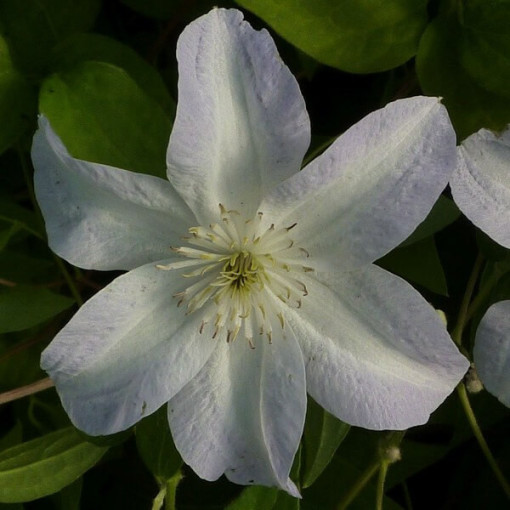Clematis Yukikomachi (à grandes fleurs) P9/C1