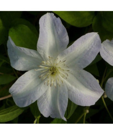 Clematis Yukikomachi (à grandes fleurs) P9/C1