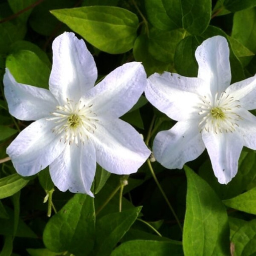 Clematis Yukikomachi (à grandes fleurs) P9/C1