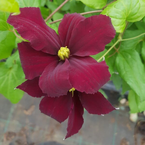 Clematis Westerplatte P9/C1