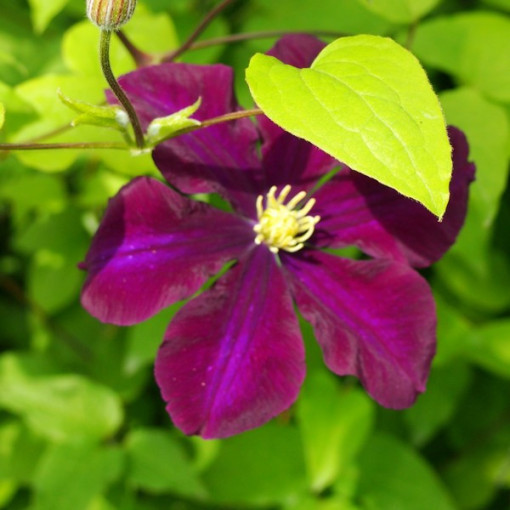 Clematis Warszawska Nike (à grandes fleurs) P9/C1