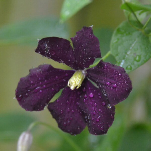 Clematis Warszawska Nike (à grandes fleurs) P9/C1