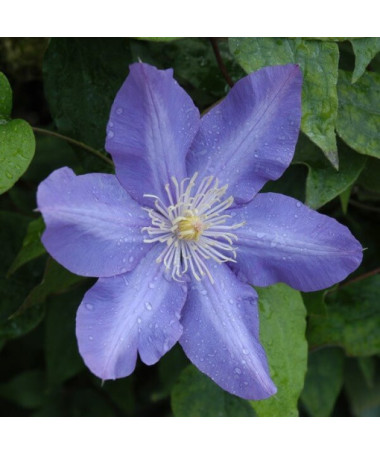 Clematis Vyvyan Pennell (à grandes fleurs) P9/C1
