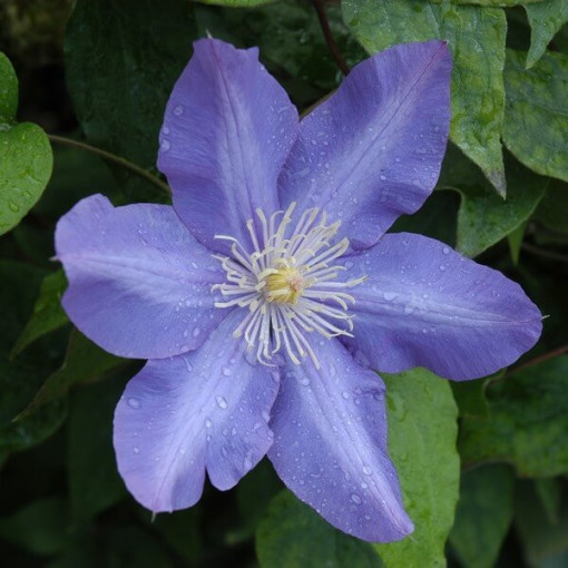 Clematis Vyvyan Pennell (à grandes fleurs) P9/C1