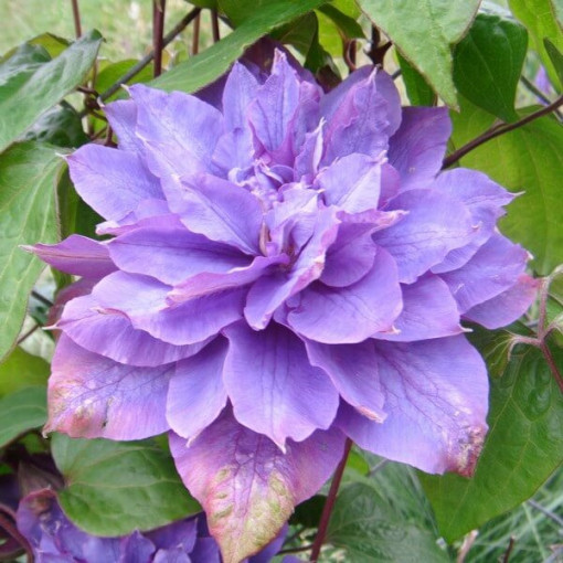Clematis Vyvyan Pennell (à grandes fleurs) P9/C1