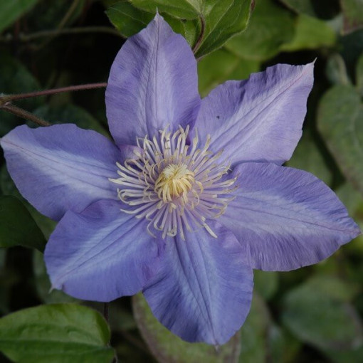 Clematis Vyvyan Pennell (à grandes fleurs) P9/C1