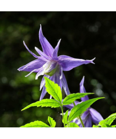 Clematis botanique 'Violet Pink' (plein) P9/C1
