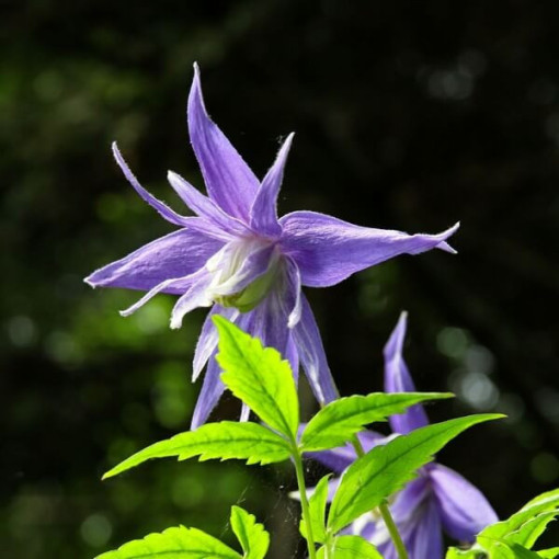 Clematis botanique 'Violet Pink' (plein) P9/C1