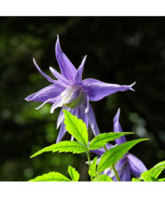 Clematis botanique 'Violet Pink' (plein) P9/C1