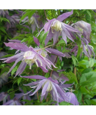 Clematis botanique 'Violet Pink' (plein) P9/C1