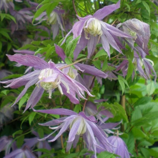 Clematis botanique 'Violet Pink' (plein) P9/C1
