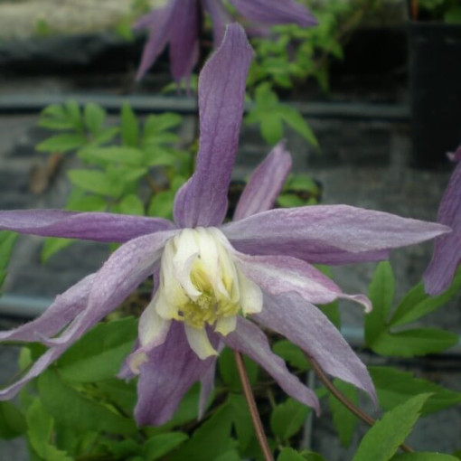 Clematis botanique 'Violet Pink' (plein) P9/C1