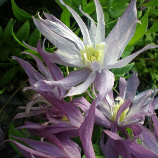 Clematis botanique 'Violet Pink' (plein) P9/C1
