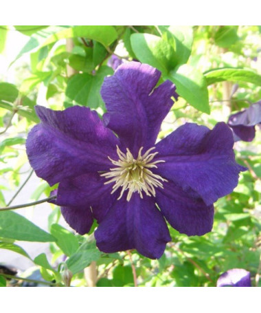 Clematis Viola (à grandes fleurs) P9/C1