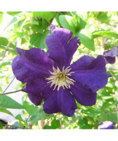 Clematis Viola (à grandes fleurs) P9/C1
