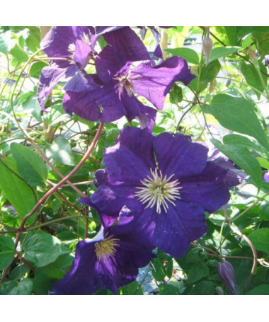 Clematis Viola (à grandes fleurs) P9/C1