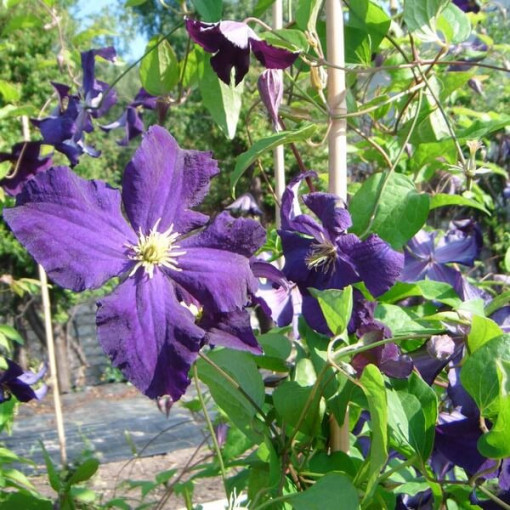 Clematis Viola (à grandes fleurs) P9/C1