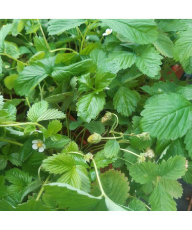 Fraise MIX rouge-jaune pot, 4L