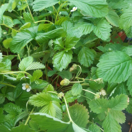 Fraise MIX rouge-jaune pot, 4L