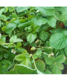 Fraise MIX rouge-jaune pot, 4L