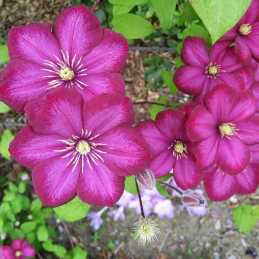 Clematis Ville de Lyon P9/C1