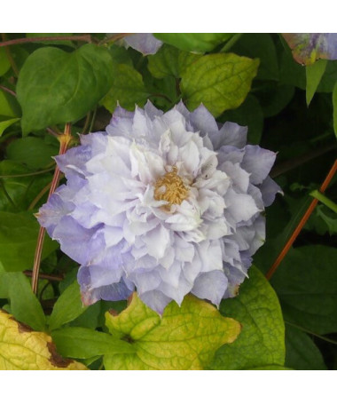 Clematis Veronica's Choice (à grandes fleurs, plein) P9/C1