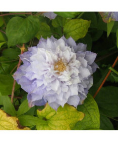 Clematis Veronica's Choice (à grandes fleurs, plein) P9/C1