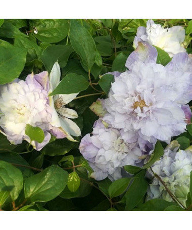 Clematis Veronica's Choice (à grandes fleurs, plein) P9/C1