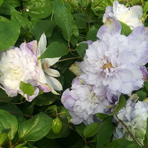 Clematis Veronica's Choice (à grandes fleurs, plein) P9/C1