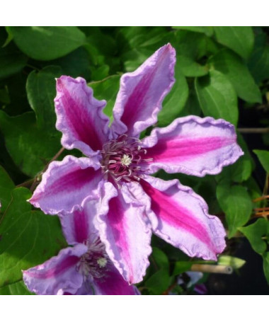 Clematis Tudor (à grandes fleurs) P9/C1