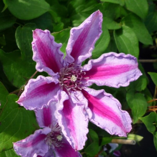 Clematis Tudor (à grandes fleurs) P9/C1