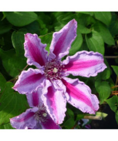 Clematis Tudor (à grandes fleurs) P9/C1