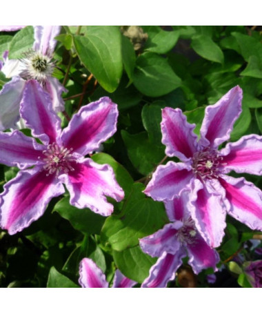 Clematis Tudor (à grandes fleurs) P9/C1