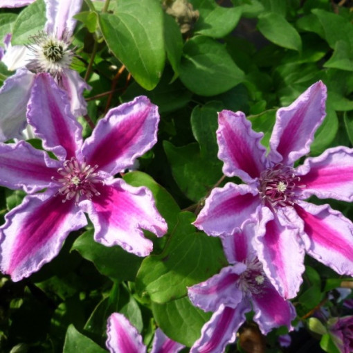Clematis Tudor (à grandes fleurs) P9/C1