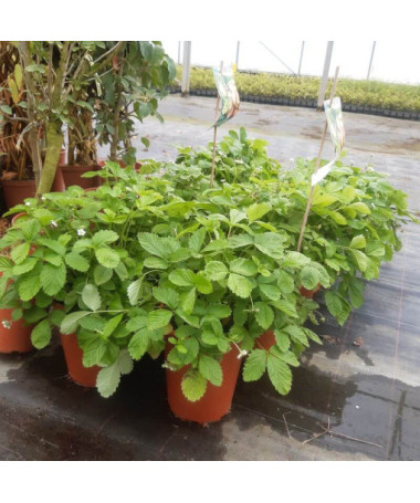 Fraise MIX rouge-jaune pot, 4L