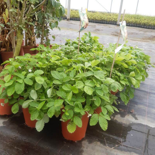 Fraise MIX rouge-jaune pot, 4L